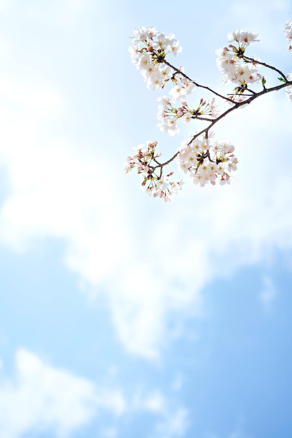 Cherry Blossom against Cloudy Sky